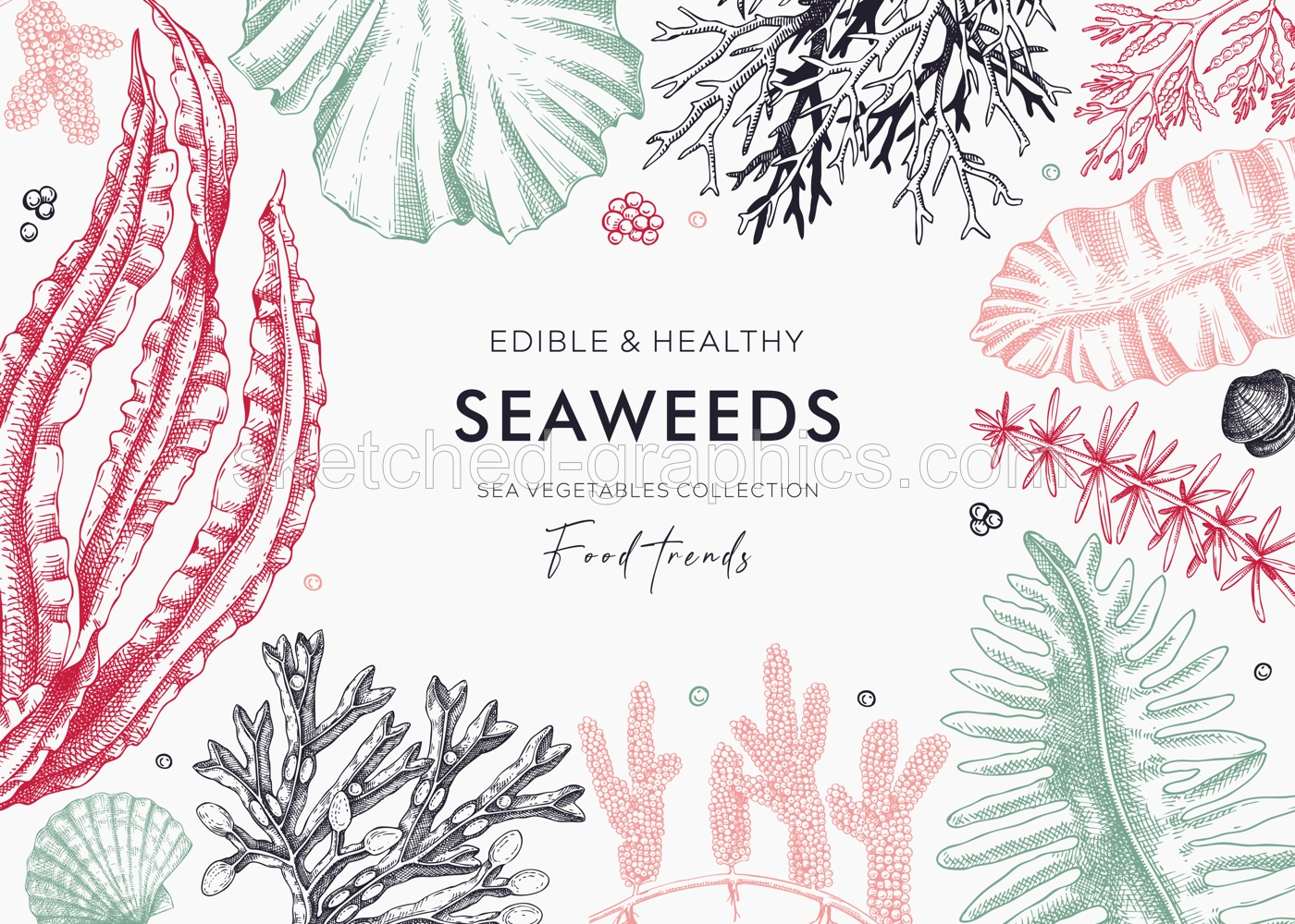 Hand-drawn edible seaweed  background in color. Sea vegetables sketches. Vector frame with kelp, wakame, kombu, hijiki  illustration. Healthy food ingredients banner for Japanese cuisine menu. Illustration